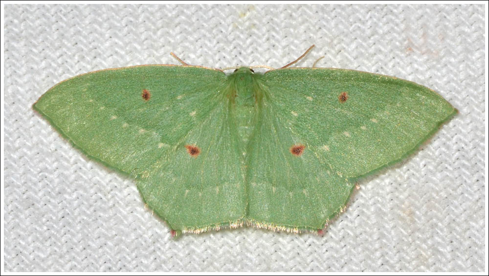 gcm001.jpg