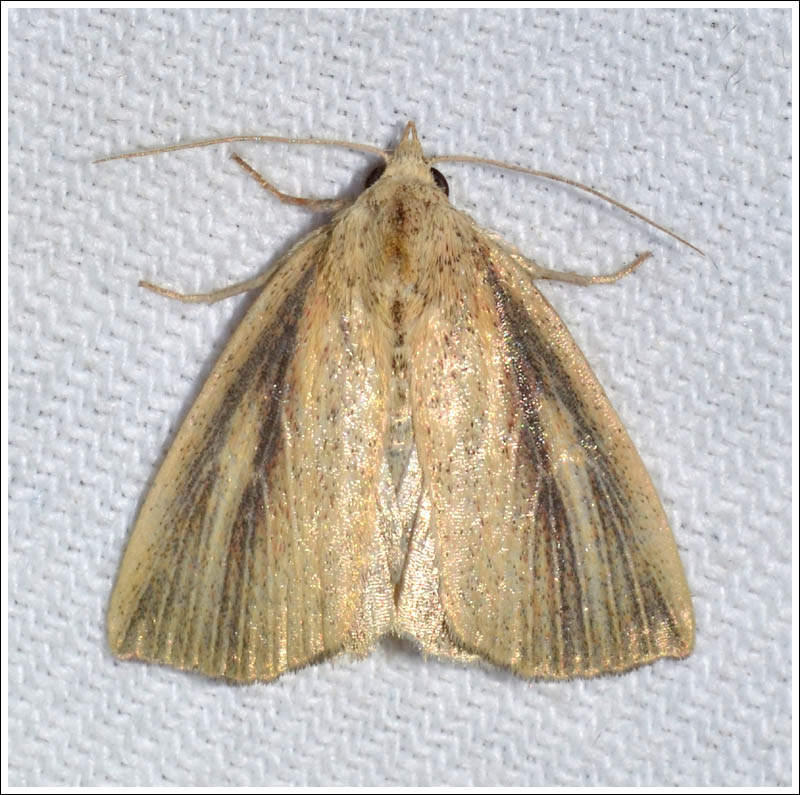 Noctuidae
