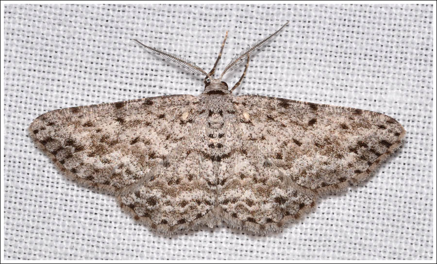 (Tephrosia) exesaria
Geometridae,
Ennominae.
