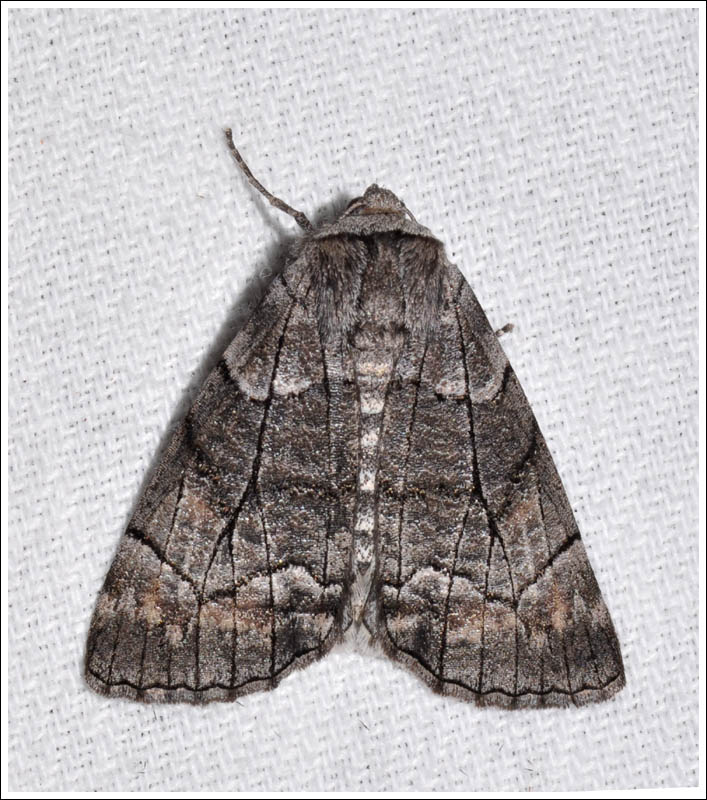 Stibaroma melanotoxa
Geometridae
Ennominae
