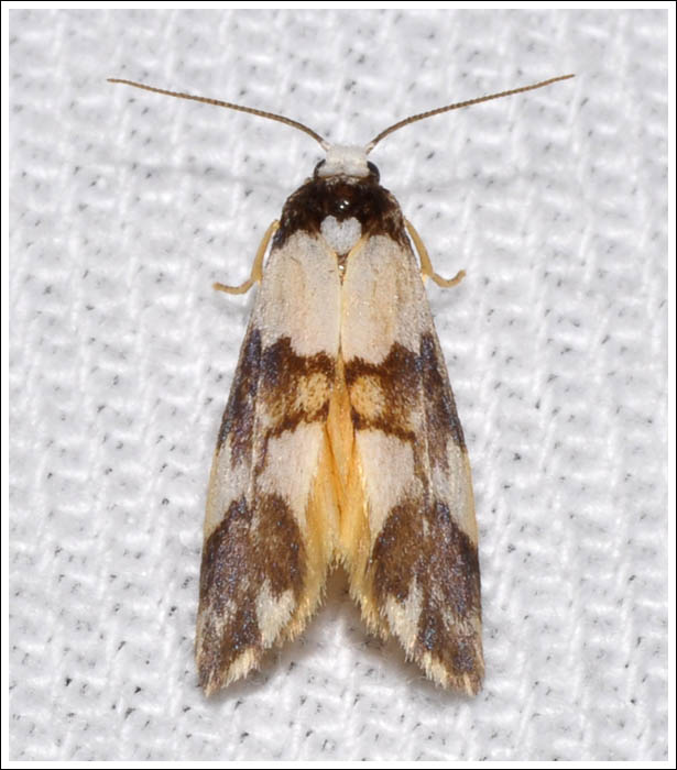Philenora aspectalella
Little Mask Philenora
Arctiidae
Lithosiinae
