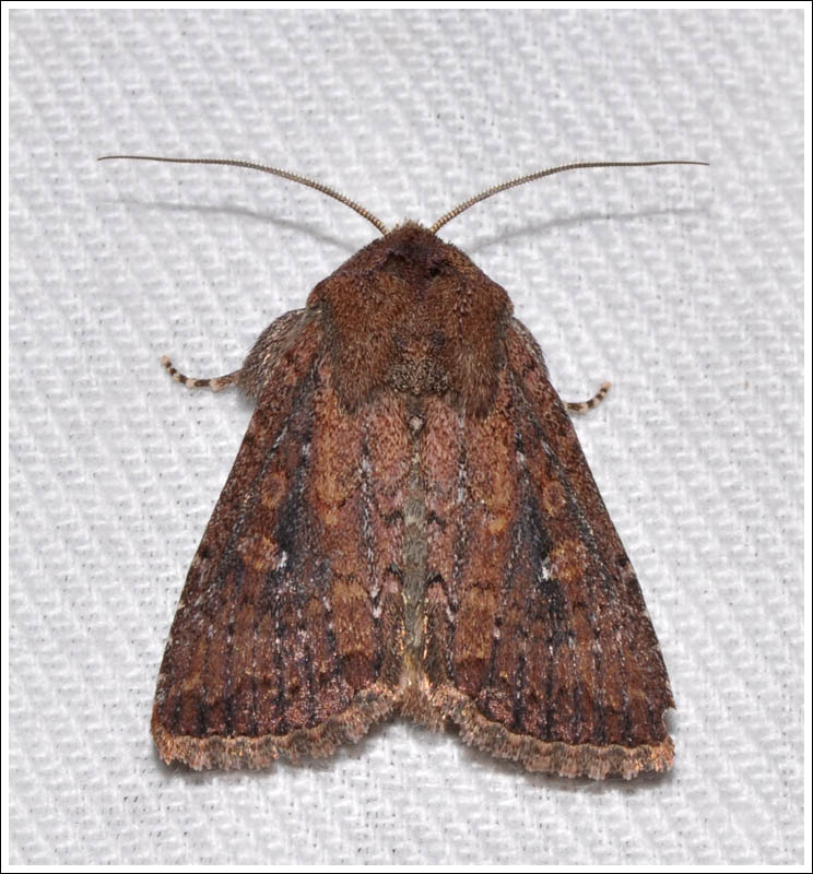 Noctuidae
