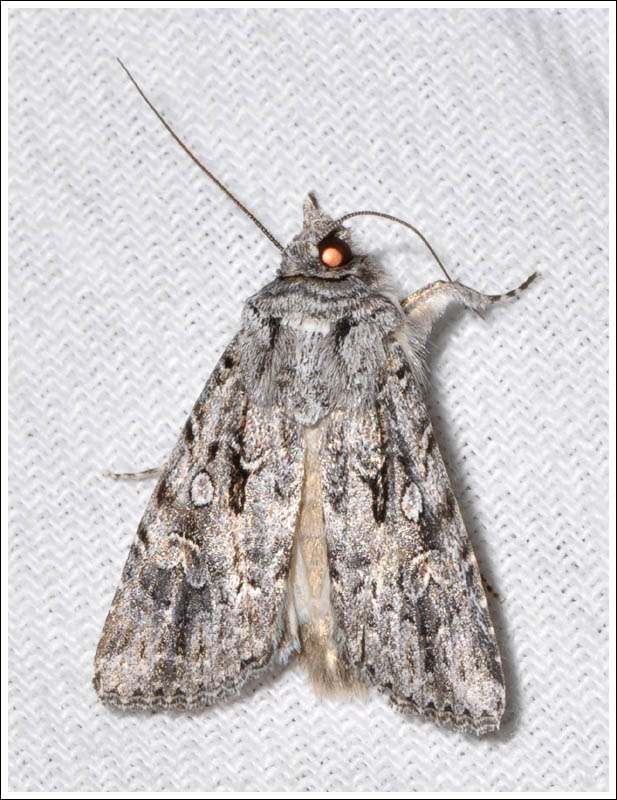 Noctuidae
