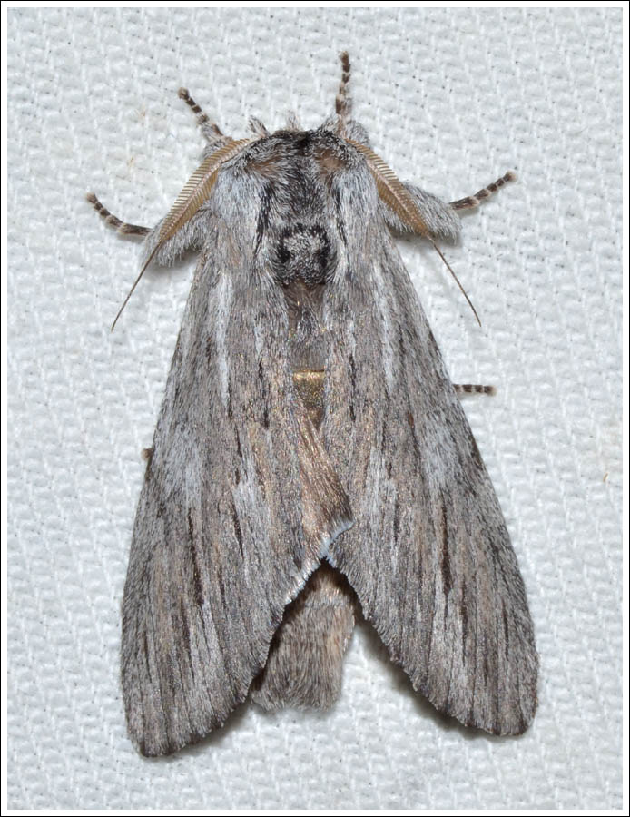 gmd005.jpg