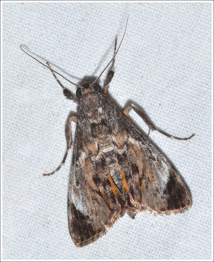 gmd030.jpg