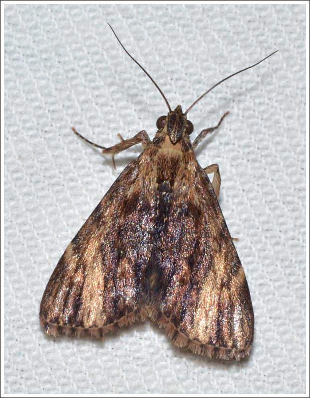 gmd035.jpg