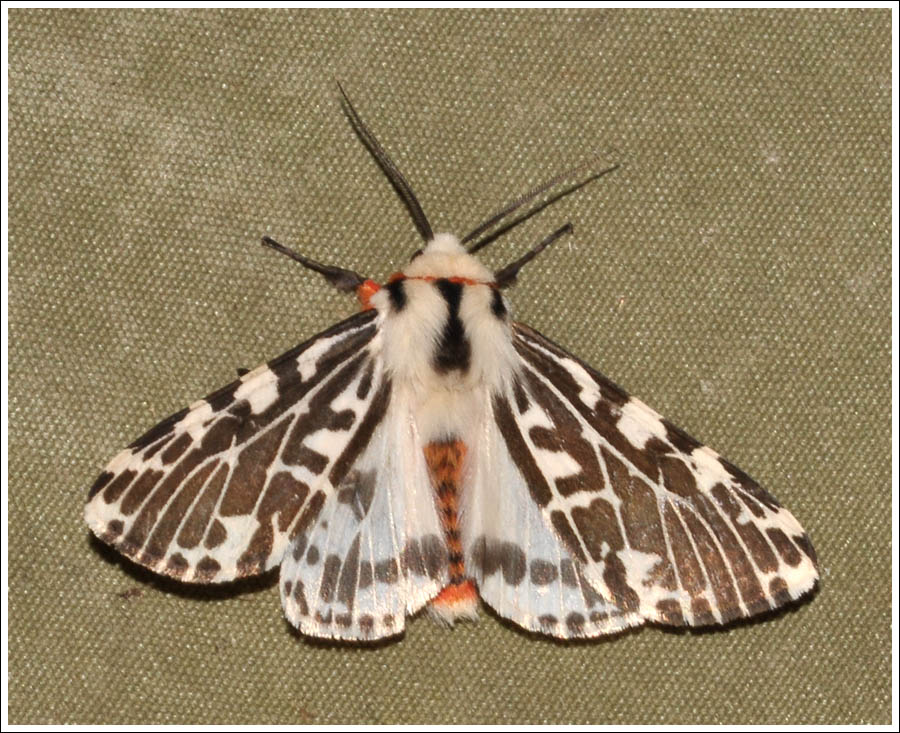 Spilosoma glatignyi.
Black and White Tiger Moth.
Arctiidae.
