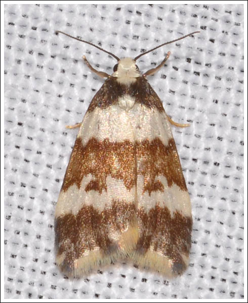 Halone sejuncta.
Variable Halone.
Arctiidae.
