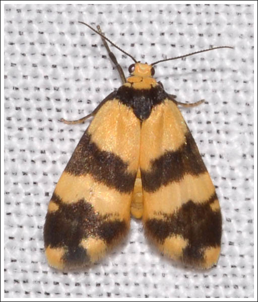 Thallarcha chrysochares.
Tiger Footman.
Arctiidae.
