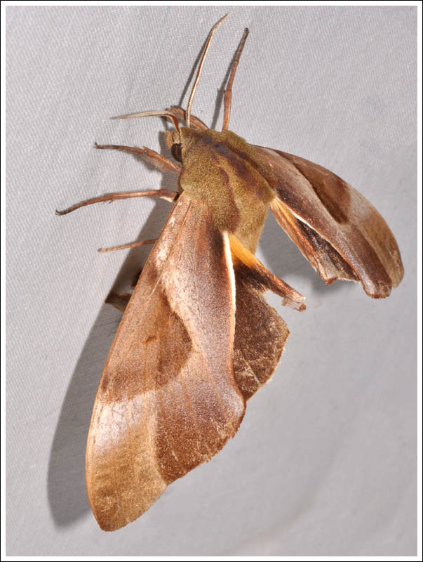 Coequosa triangularis.
Triangle Hawk Moth.
Sphingidae.
