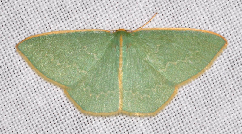 Chlorocoma species.
An Emerald.
Geometridae.
