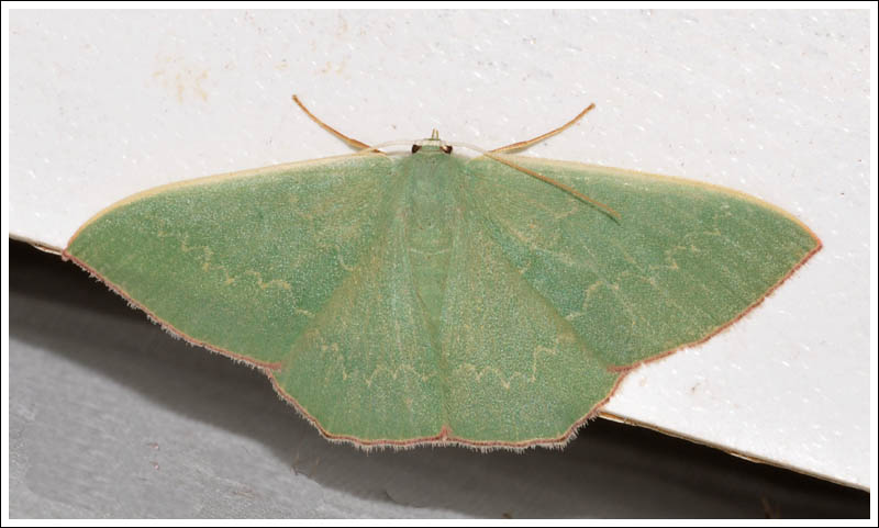 Prasinocyma semicrocea.
An Emerald.
Geometridae.
