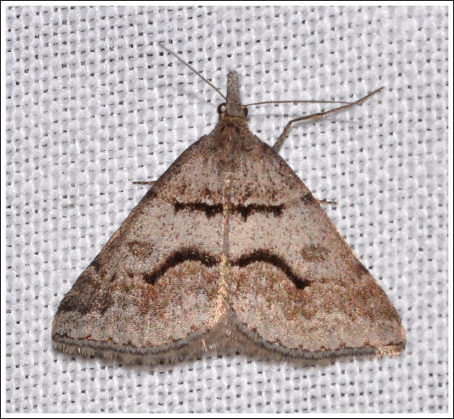 Dichromodes mesogonia
Geometridae.
Oenochrominae
