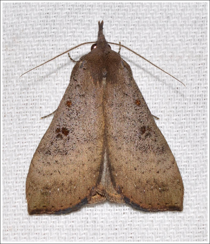 Noctuidae
