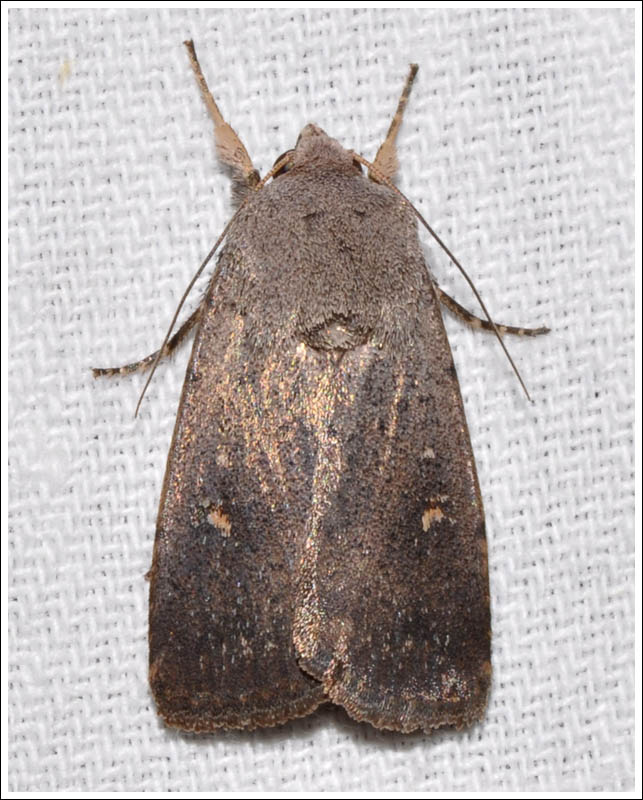 Noctuidae
