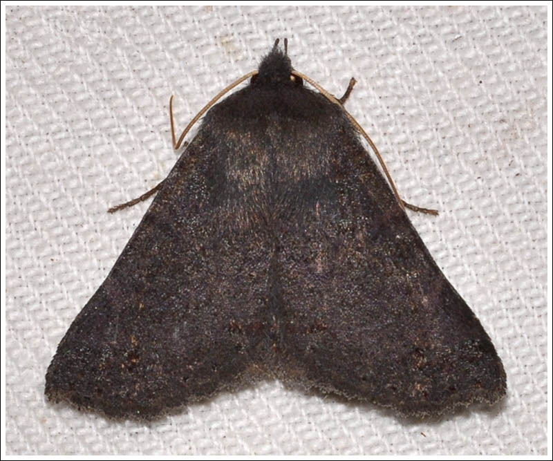 Noctuidae
