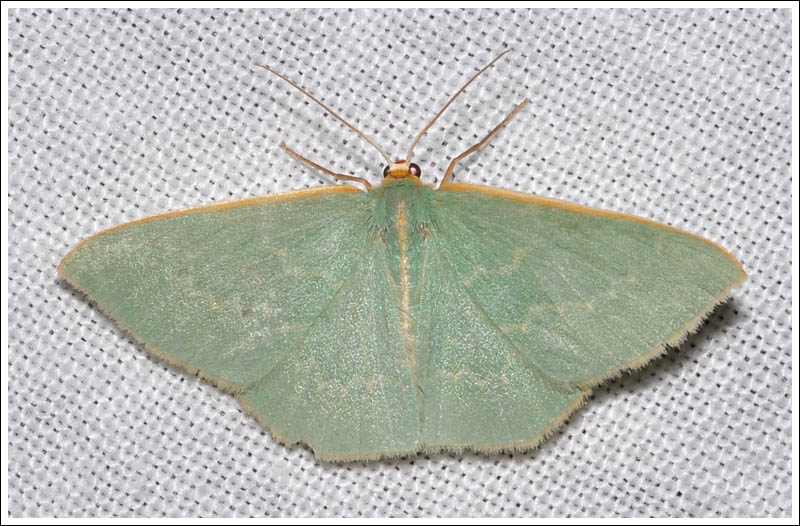 Geometrinae species.
An Emerald.

