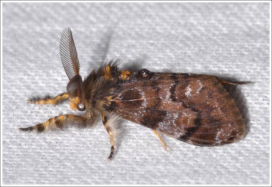 Teia anartoides.
Painted Apple Moth,
Lymantriidae.
