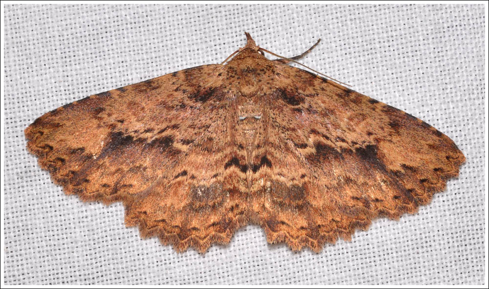 Artigisa melanephele
Noctuidae
Hypeninae
