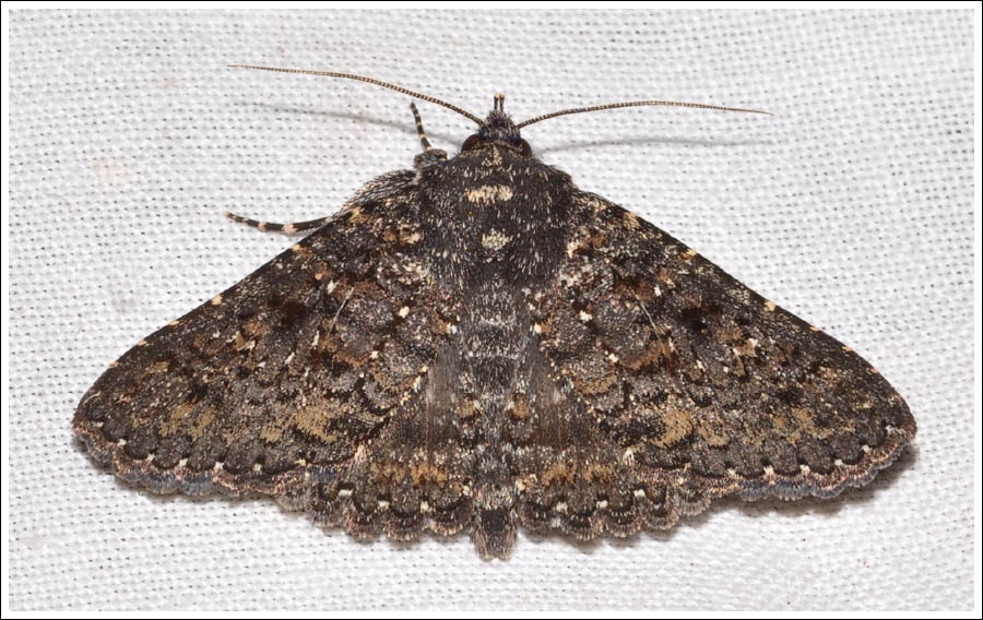 Noctuidae
