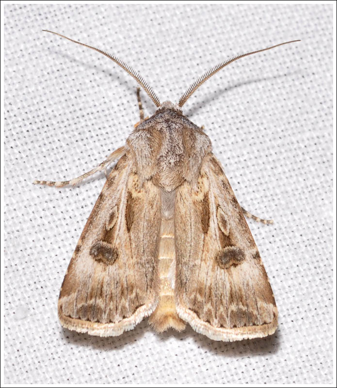 Noctuidae
