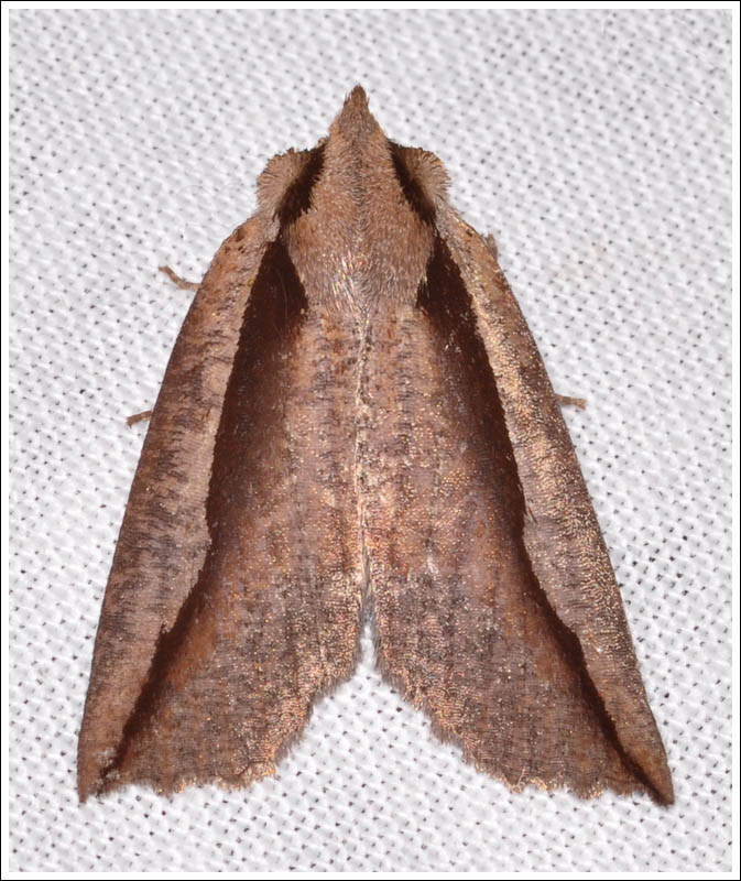 Nisista species
Geometridae
Ennominae
