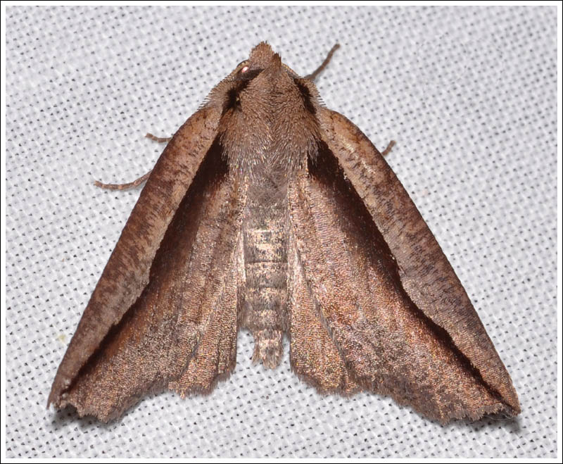 Nisista species
Geometridae
Ennominae
