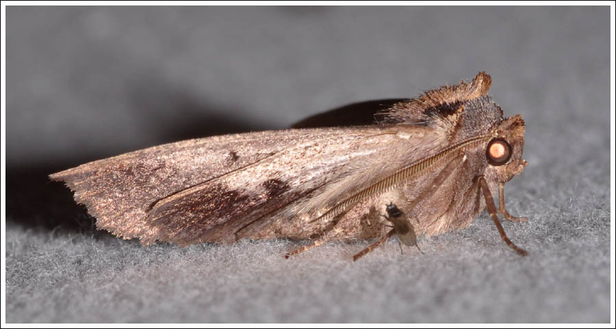 Nisista species
Geometridae
Ennominae
