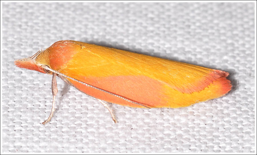 Wingia hesperidella
Oecophoridae
Oecophorinae
