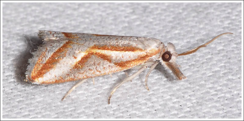 Arotrophora arcuatalis
Banksia Boring Moth
Tortricidae

