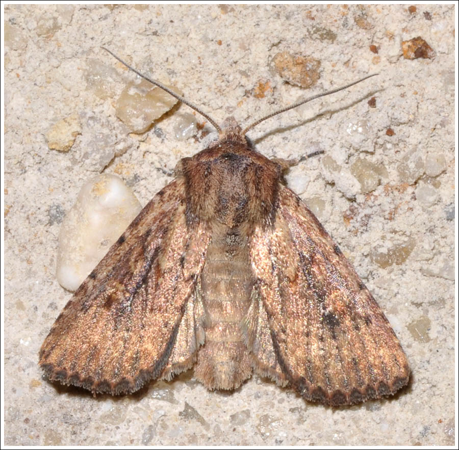 Noctuidae
