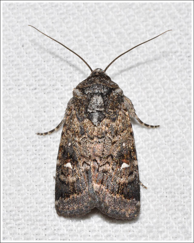 Noctuidae
