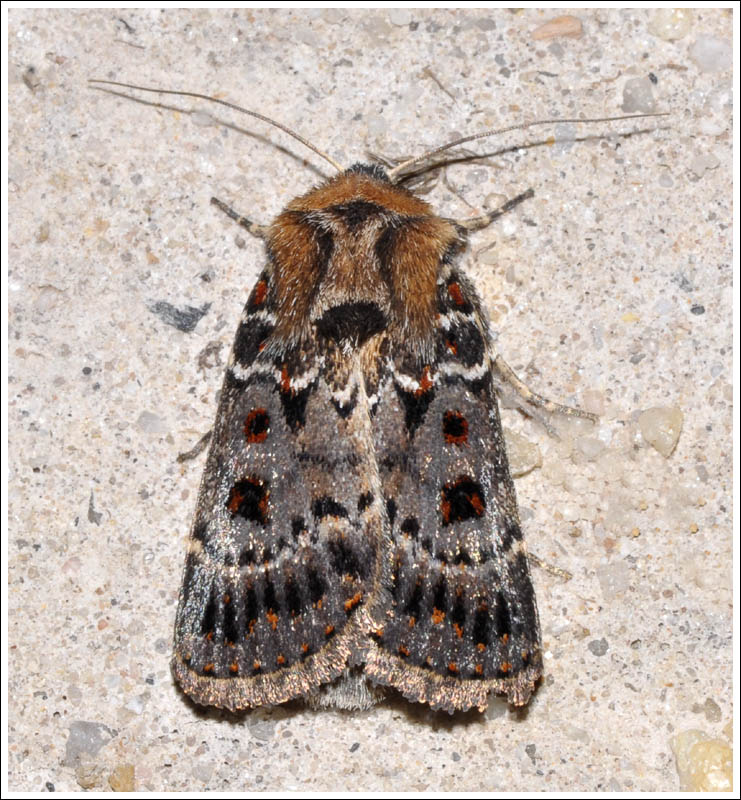 Noctuidae
