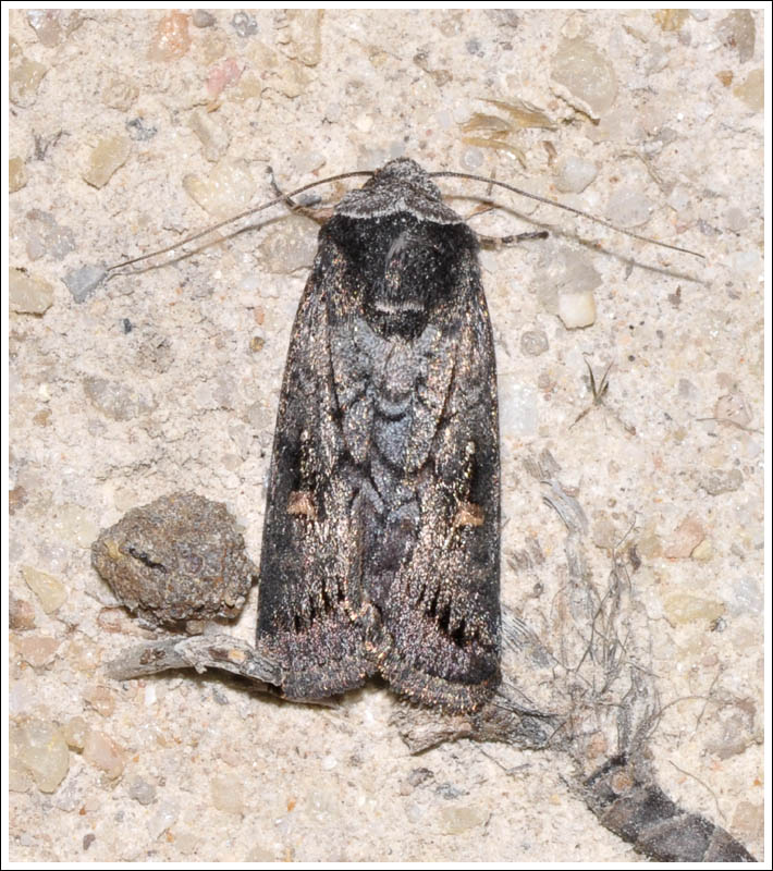Noctuidae
