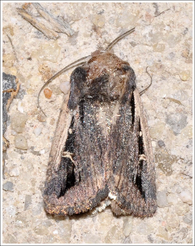 Noctuidae
