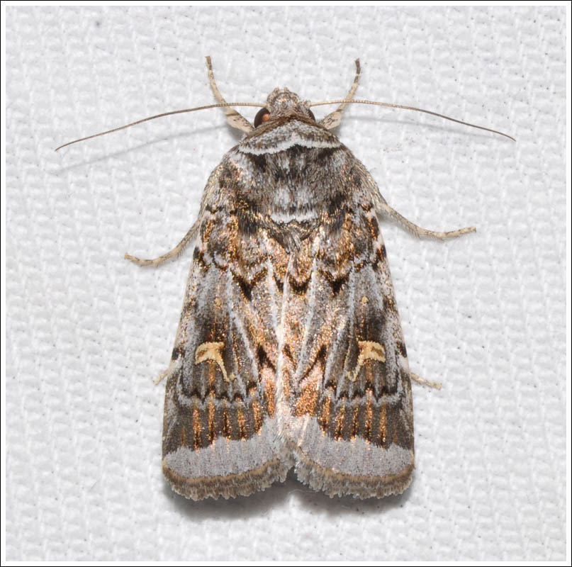 Noctuidae
