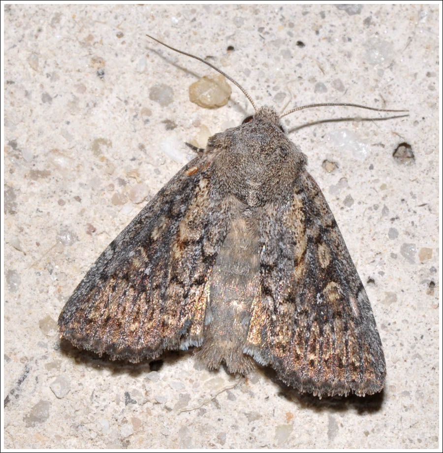 Noctuidae
