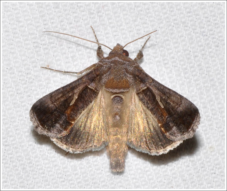 Noctuidae
