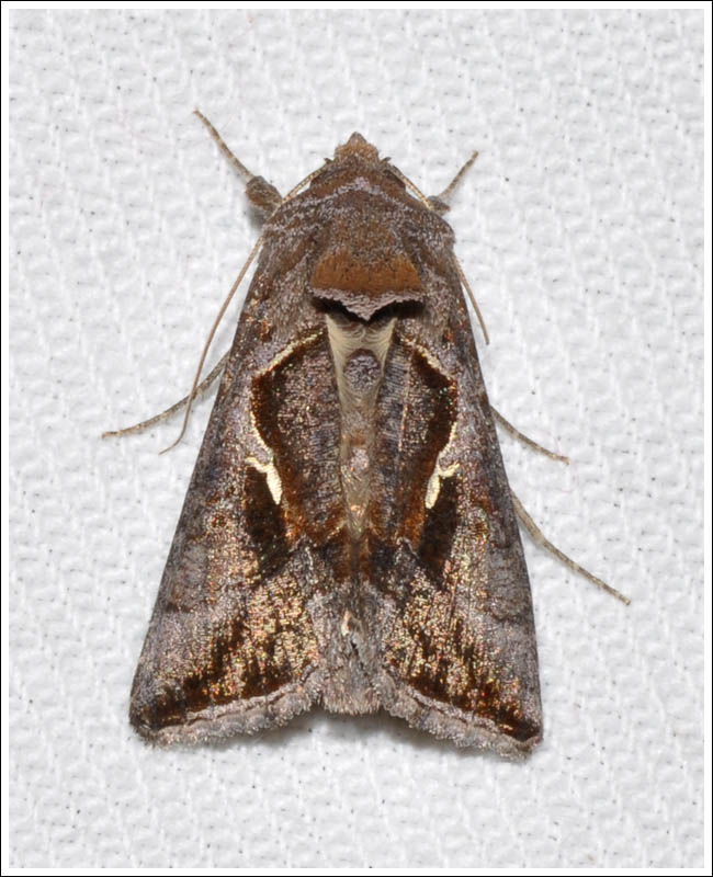 Noctuidae
