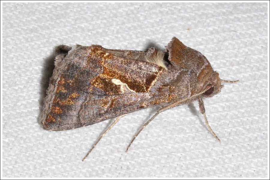 Noctuidae

