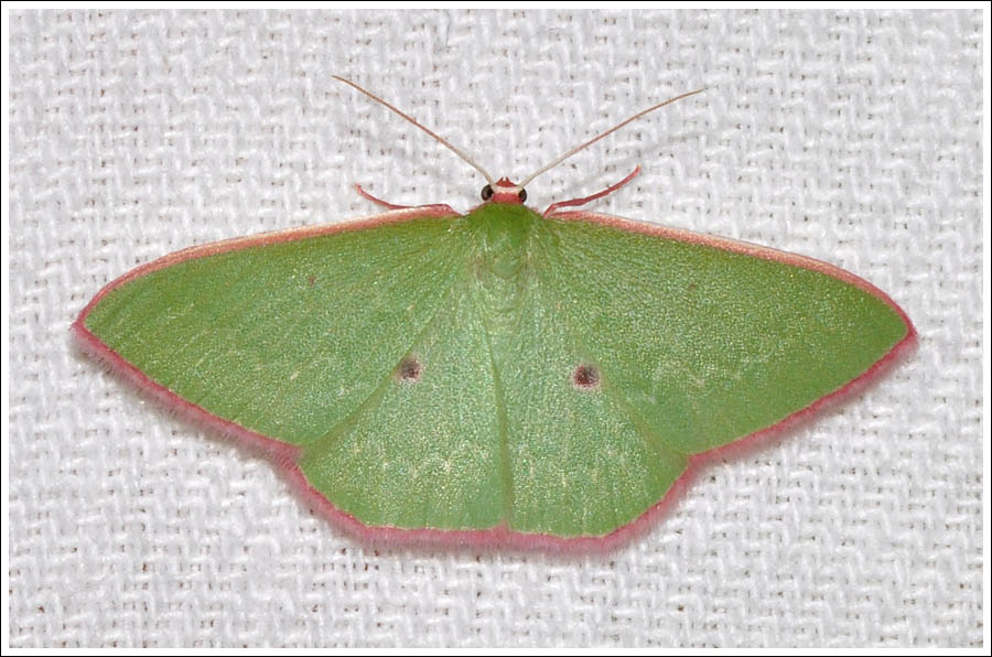 Chlorocoma cadmaria
Geometridae
Geometrinae
