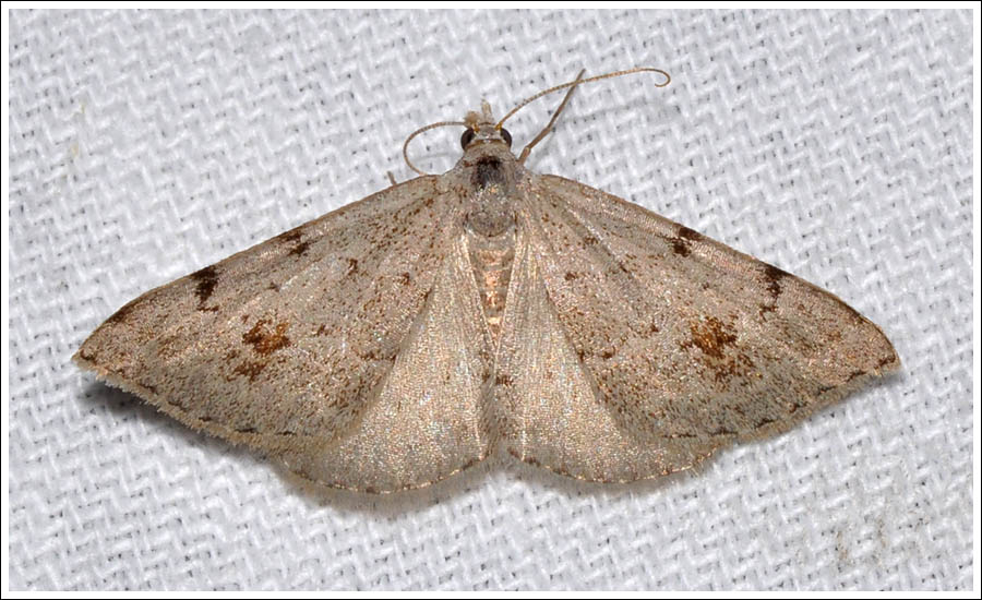 Dichromodes estigmaria
Geometridae
Oenochrominae
