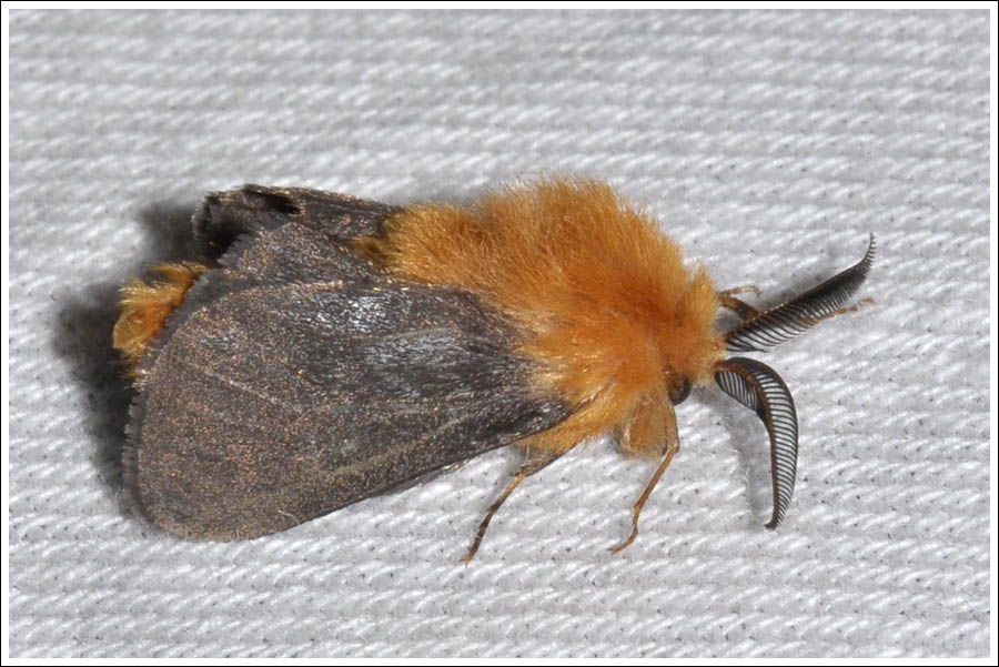 (Plutorectis) xanthochrysa.
Psychidae
