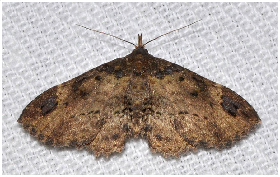 Paonidia anthracias
Noctuidae
Hypeninae
