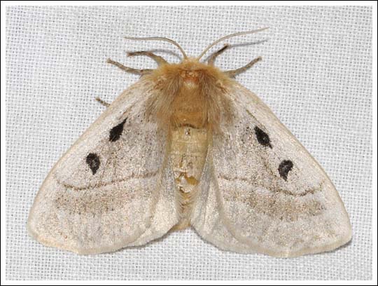 Eyespot Anthelid
Anthela ocellata.
Anthelidae,
Anthelinae.
