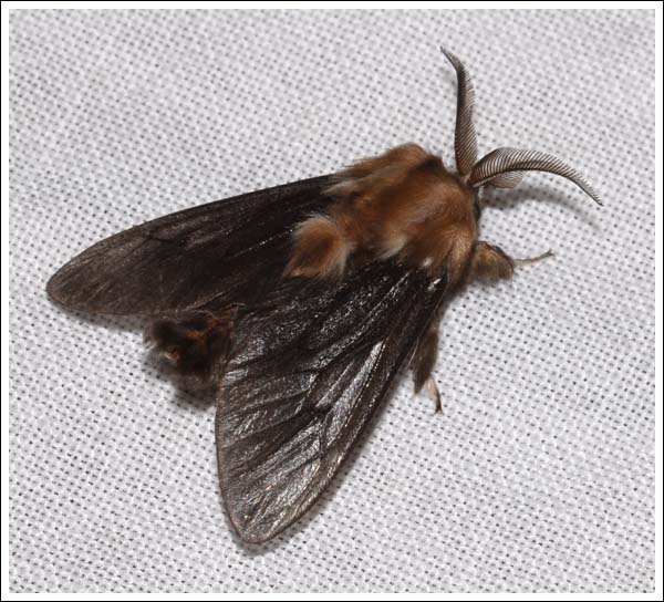 A casemoth.
Possibly Lomera lurida,
Psychidae.
