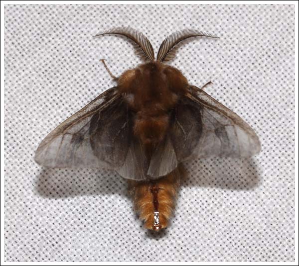 A casemoth.
Possibly Lomera lurida,
Psychidae.
