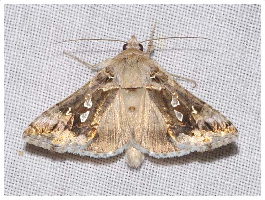 Tobacco Looper.
Chrysodeixis argentifera,
Noctuidae,
Plusiinae.
