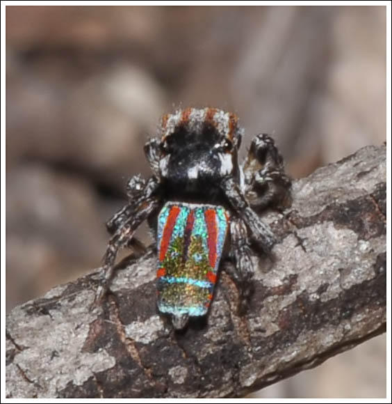 Maratus volans.
