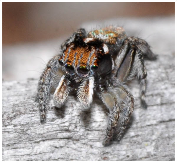 Maratus plumosus.
